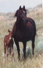 TruWest Broodmare and Foal