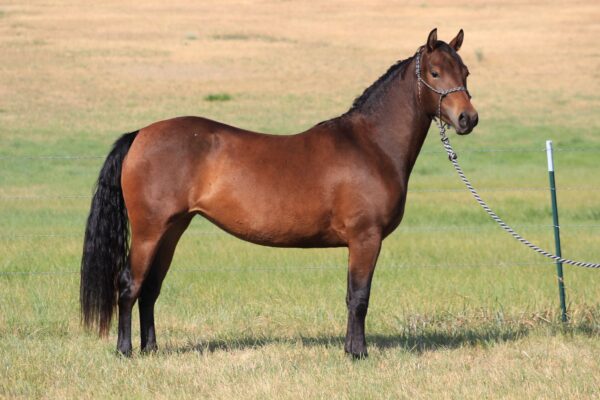 Morgan mare for sale