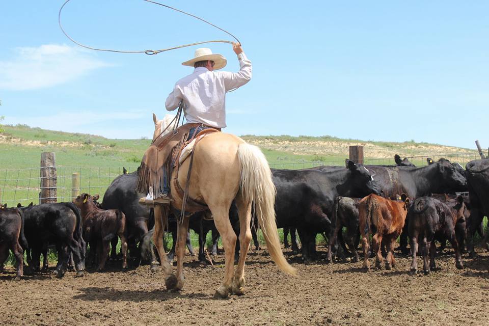 TruWest Navajo Silver – TruWest Morgan Horses