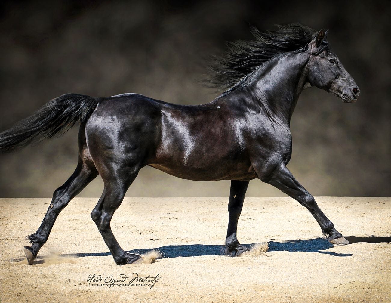 TruWest Pure PrairieSmoke - western working Morgan stallion