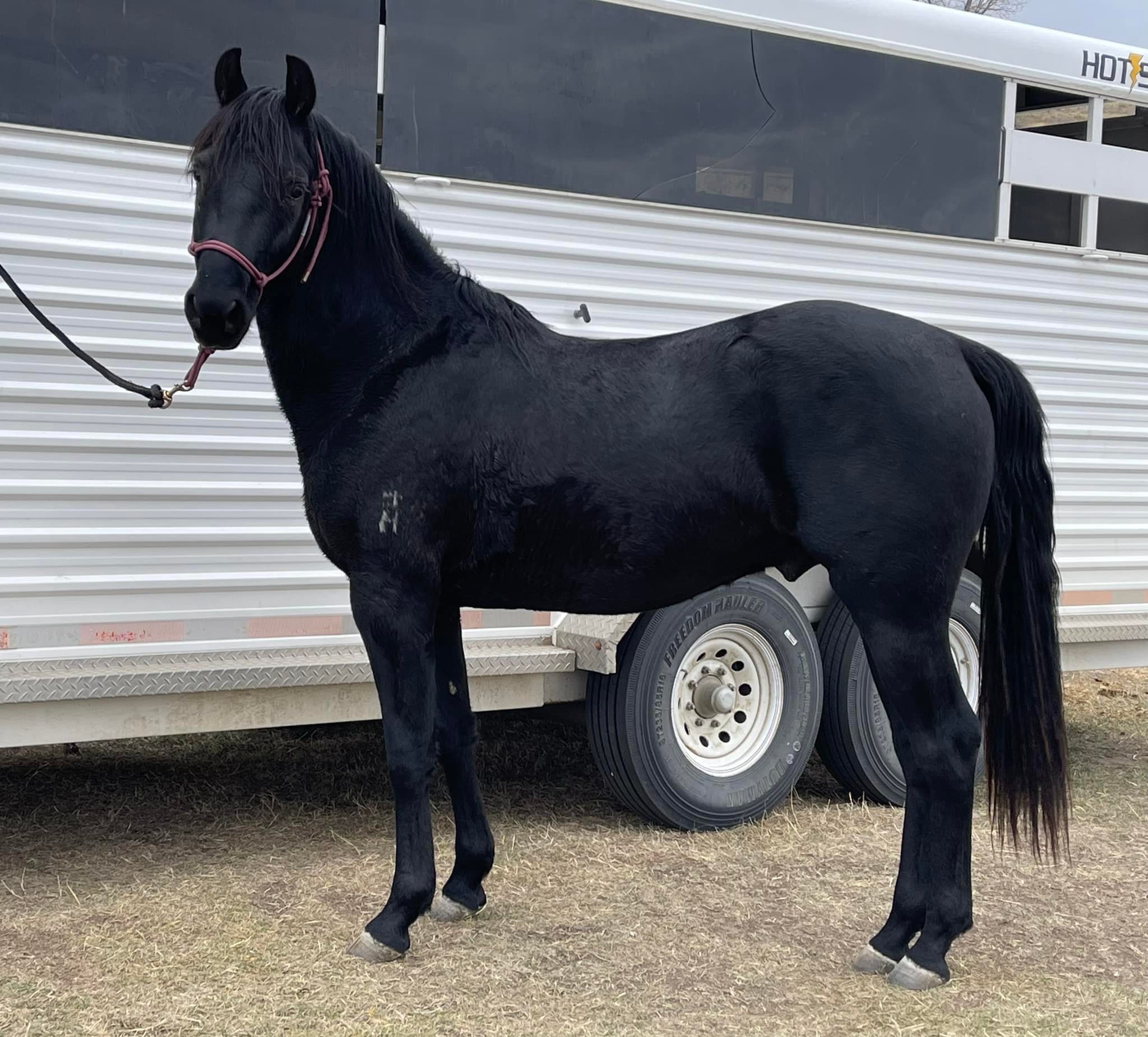TruWest Smokey Mntn Chief, black Morgan stallion, standing tied to the trailer looking at the photographer.